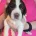 English Springer Spaniel