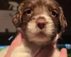 English Springer Spaniel