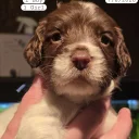 English Springer Spaniel