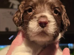 English Springer Spaniel