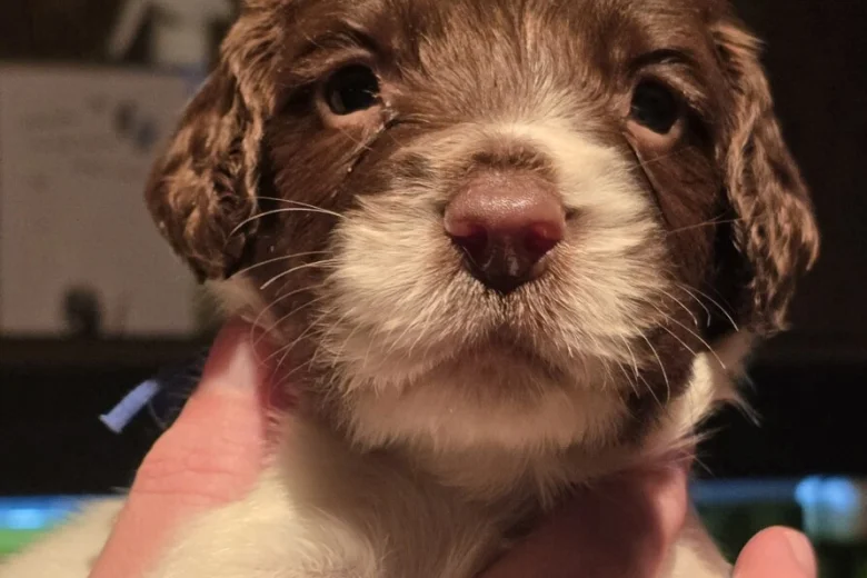 English Springer Spaniel