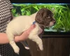 English Springer Spaniel