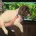 English Springer Spaniel