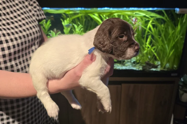 English Springer Spaniel