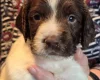 English Springer Spaniel