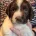 English Springer Spaniel