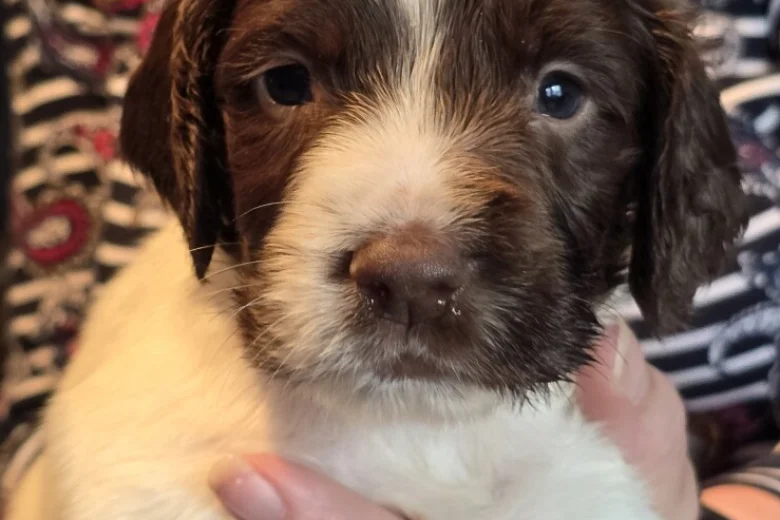 English Springer Spaniel