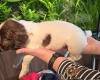 English Springer Spaniel