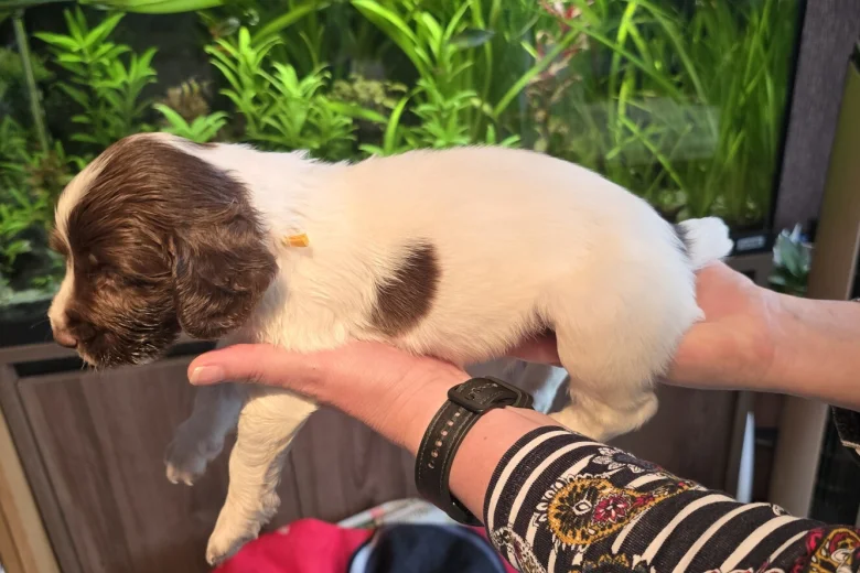 English Springer Spaniel