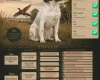 English Springer Spaniel