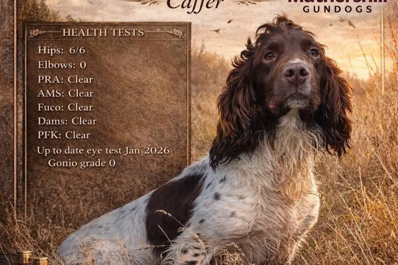 English Springer Spaniel
