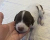 English Springer Spaniel
