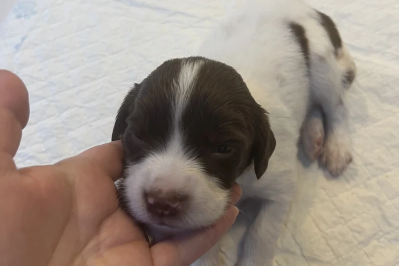 English Springer Spaniel