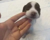 English Springer Spaniel