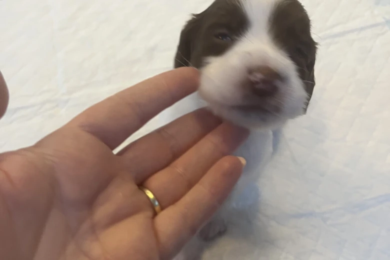 English Springer Spaniel