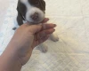 English Springer Spaniel