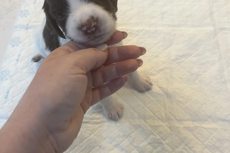 English Springer Spaniel
