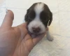 English Springer Spaniel