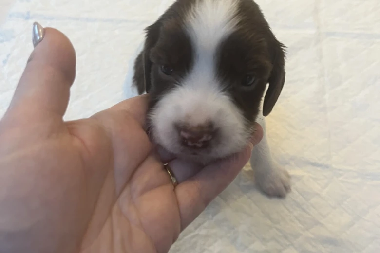 English Springer Spaniel