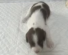 English Springer Spaniel