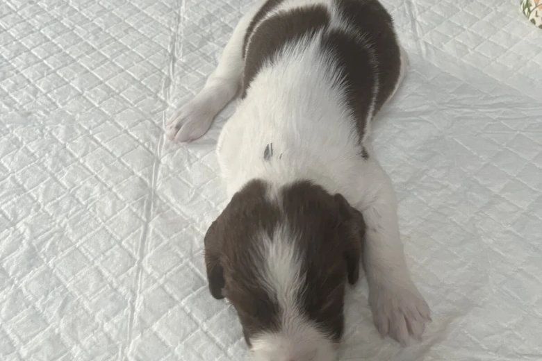 English Springer Spaniel