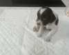 English Springer Spaniel