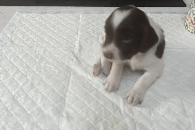 English Springer Spaniel