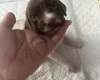 English Springer Spaniel
