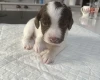 English Springer Spaniel