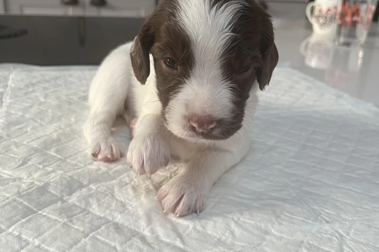 English Springer Spaniel