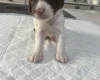 English Springer Spaniel