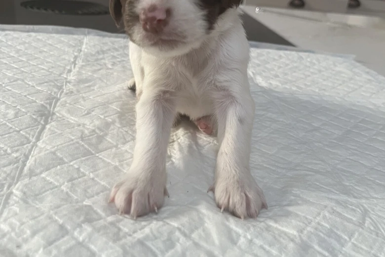 English Springer Spaniel