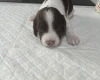 English Springer Spaniel