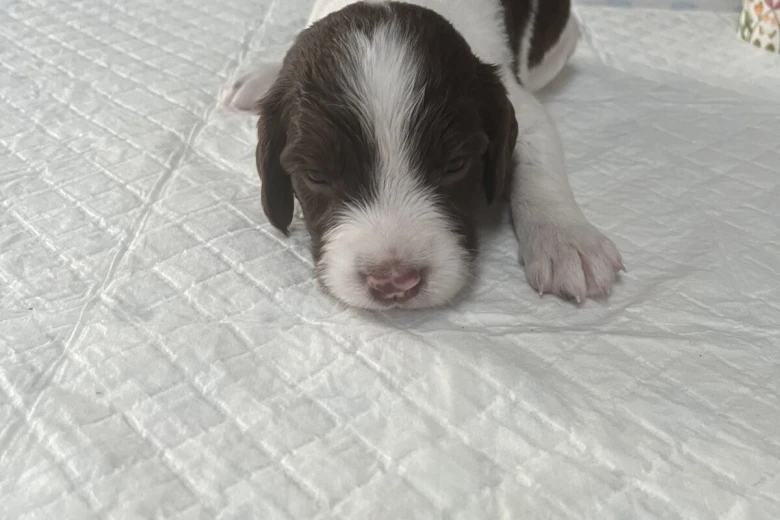 English Springer Spaniel