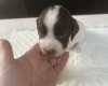English Springer Spaniel