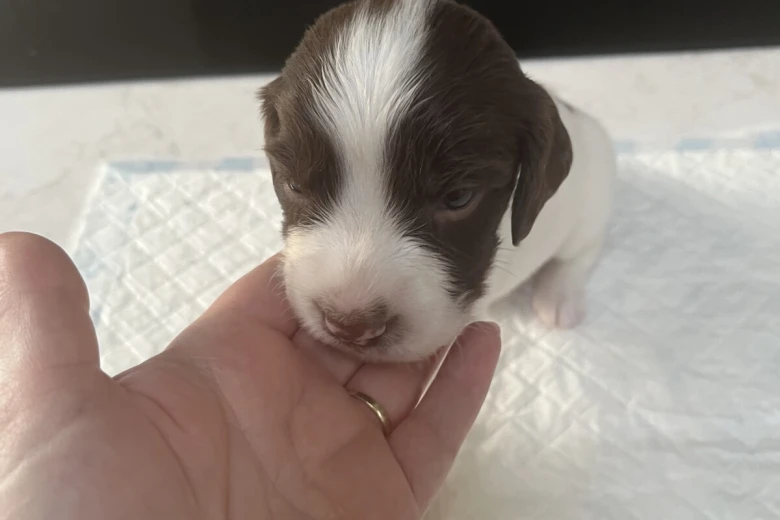 English Springer Spaniel