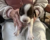 English Springer Spaniel