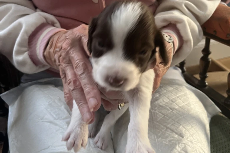 English Springer Spaniel