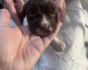 English Springer Spaniel