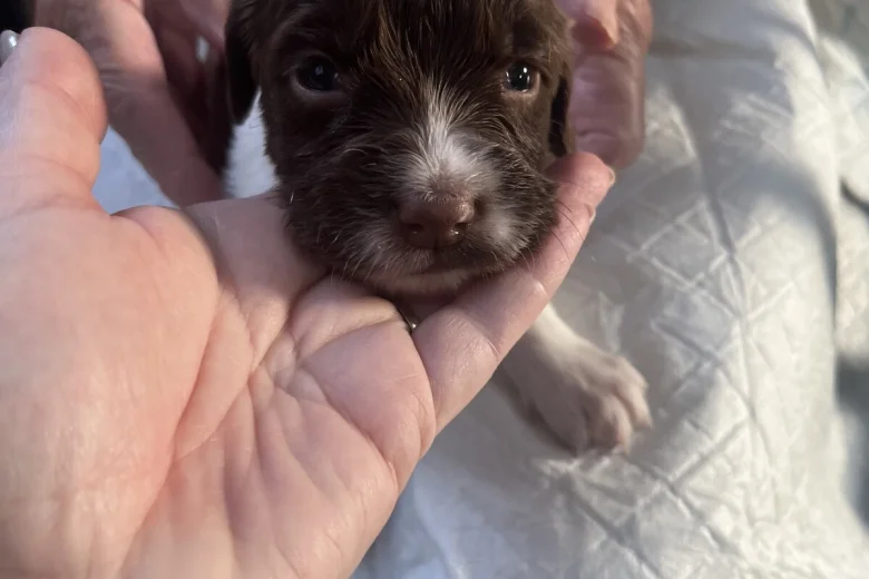 English Springer Spaniel
