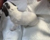 English Springer Spaniel