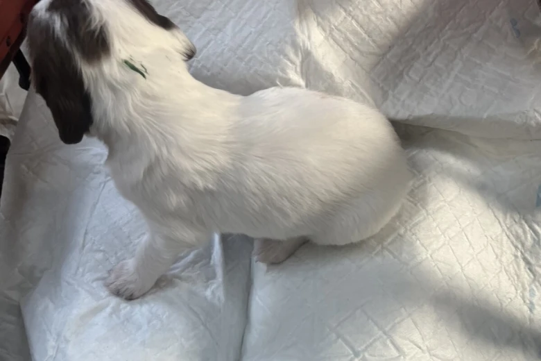 English Springer Spaniel