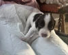 English Springer Spaniel