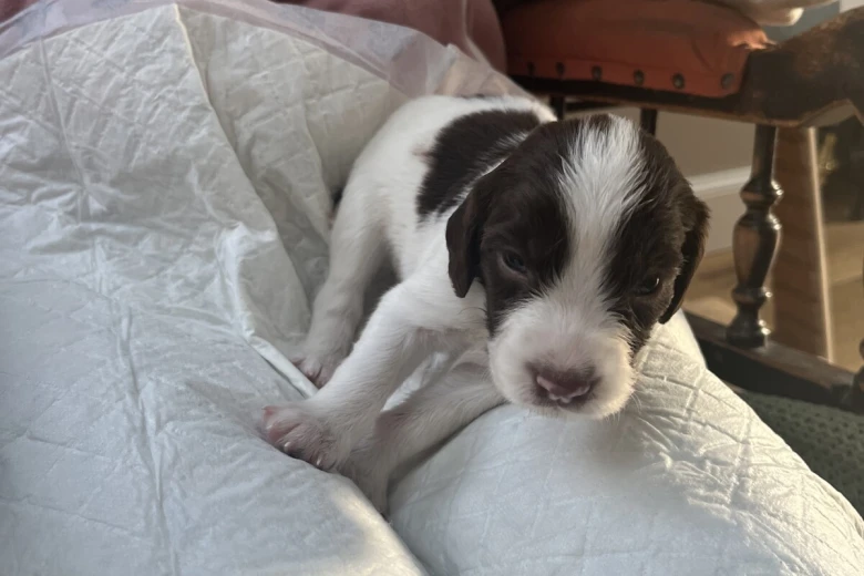 English Springer Spaniel