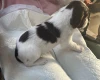 English Springer Spaniel