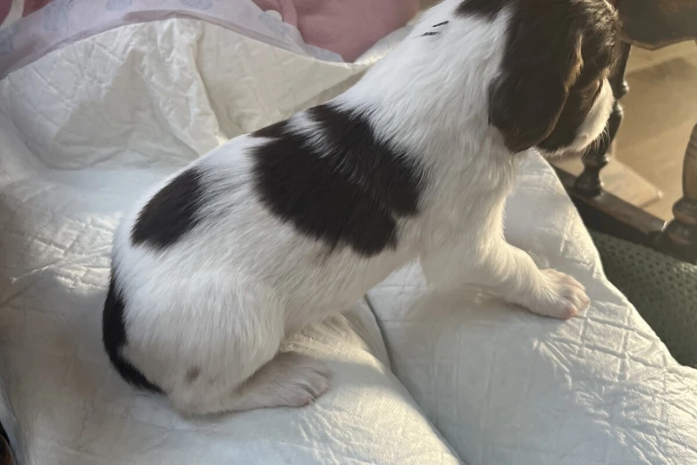 English Springer Spaniel