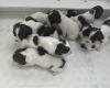 English Springer Spaniel