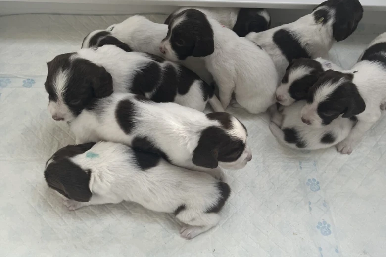 English Springer Spaniel