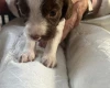 English Springer Spaniel