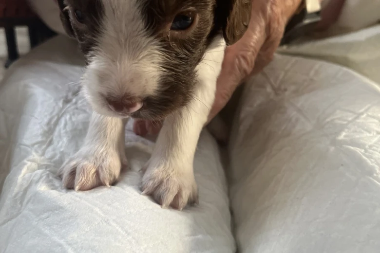 English Springer Spaniel